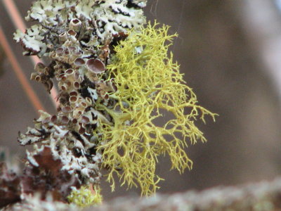 multiple specimens