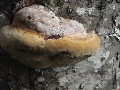 on tree bark