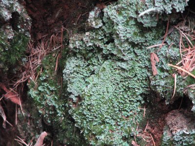 green mosses