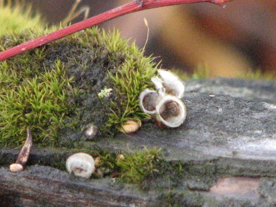 moss and lichen