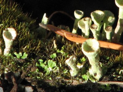 gobblet shaped lichen