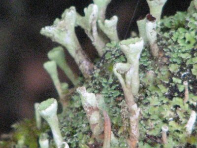 gobblet shaped lichen