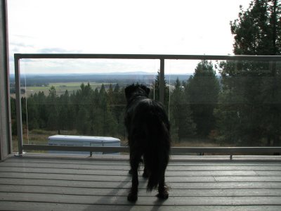 dog's viewpoint