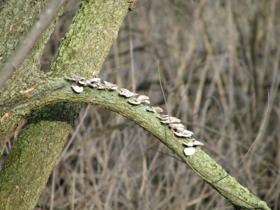 out on a limb