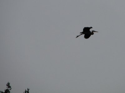 heron in flight