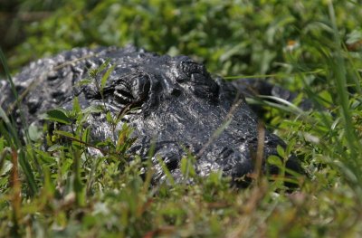 florida_wildlife
