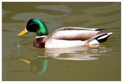 Duck Drinking