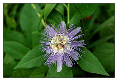 Passion Plant