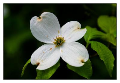 Dogwood