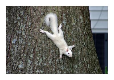 Albino Squirrel in kenton tennessee