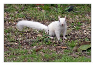 Albino Squirrel in kenton tennessee