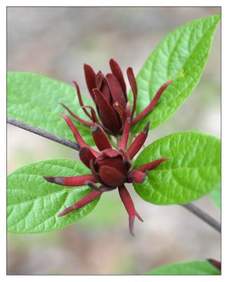 sweet shrub