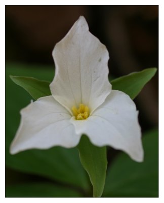 large flowering white trillium