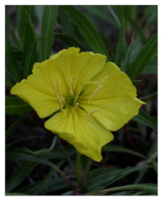 missouri evening primrose