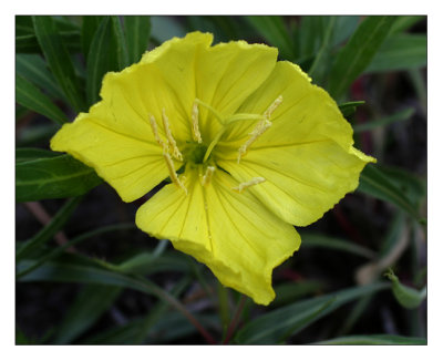 missouri evening primrose
