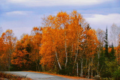Bouleaux automnaux  - Orange colored Birches
