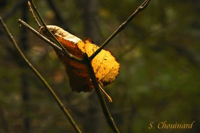 Feuille dans la  lumire - Luminous Fall Leave