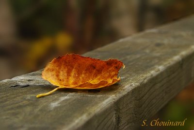 Petite feuille - Fallen Leave