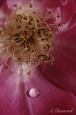 Coeur de rose  - Hearth of a  Rose
