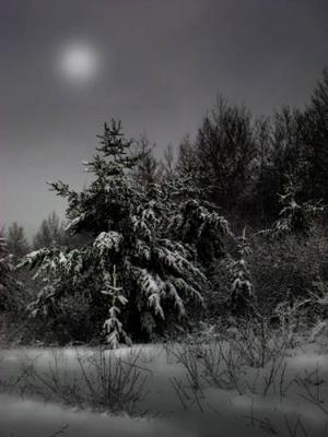 Night Tree - Arbre solitaire