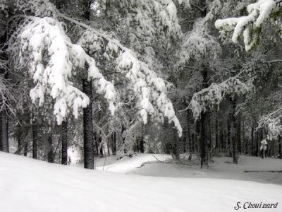 Neige  en Avril - Snow in April