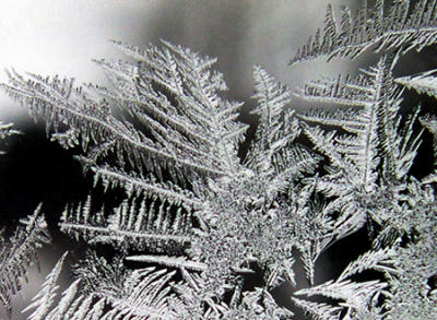 Winter Lace