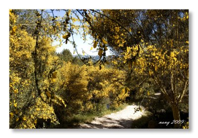 May flowers in the mountains