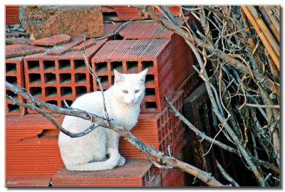 Street cat