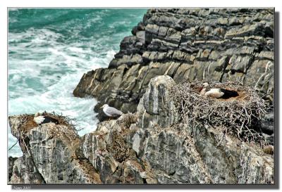 Storks nesting at Cape Sardo