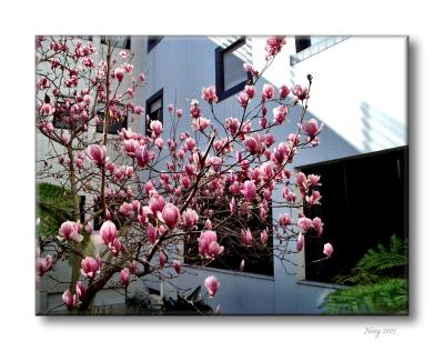 Magnolias in the hospital
