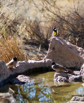 Wild Birds Dhana.JPG