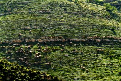 Sheep cattle 1.JPG