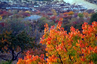 AUTUMN 2005/ JORDAN