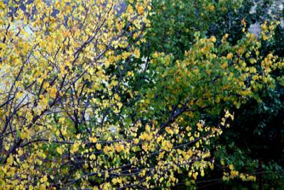 AUTUMN 2005/ JORDAN