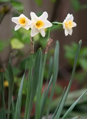daffodils from my patio