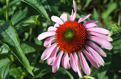 coneflower