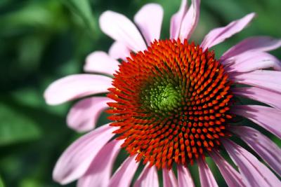 coneflower