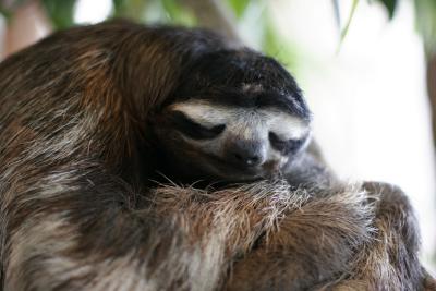 sleepy sloth.JPG