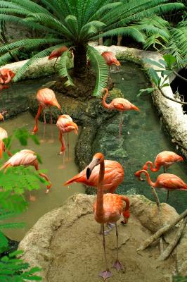 flamingos.JPE