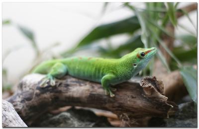 green lizard.jpg