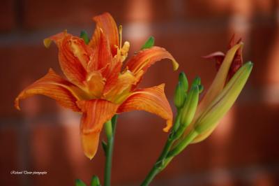 Fleur pict0007.jpg