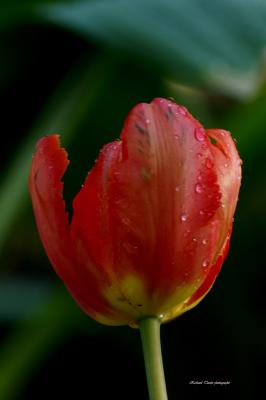  Tulipe pict0000.jpg