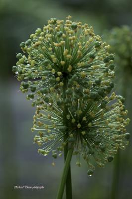 Fleurs pict0009.jpg