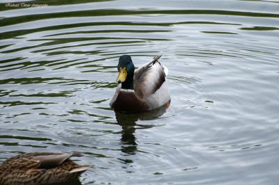 Canard