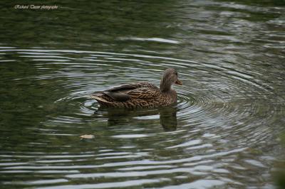Canard