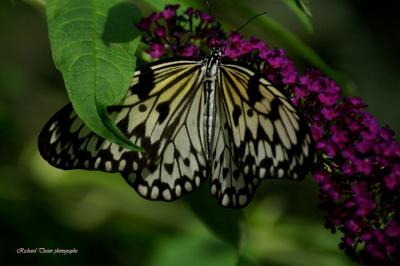 Papillons en libert - 2005 - Butterfly on the go