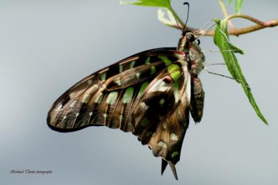 20050301 Papillon en libert 04.jpg