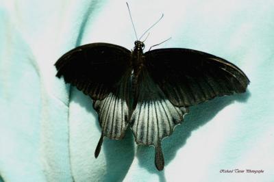 20050301 Papillon en libert 07.jpg