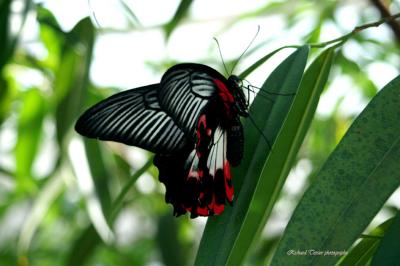 20050301 Papillon en libert 08.jpg