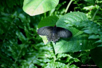 20050301 Papillon en libert 10.jpg